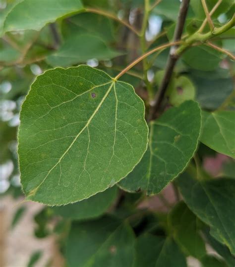 Populus Tremuloides Quaking Aspen Clump Form From Prides Corner Farms