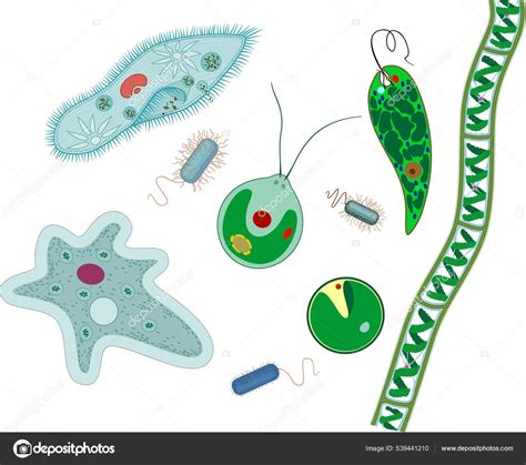 Set Microscopic Unicellular Organisms Protozoa Paramecium Caudatum