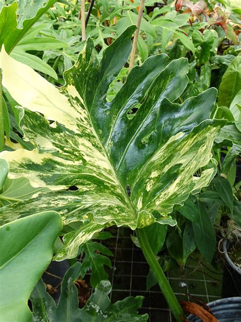 Xxl Philodendron Selloum Variegated Plant In 8” Pot Kens Philodendrons