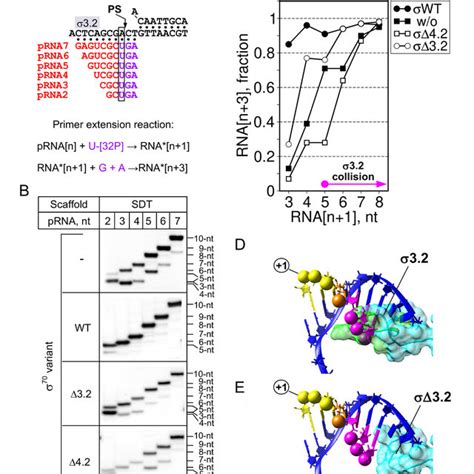 Rna Dna Hybrid And Sigma Modulate Rnap Translocation Efficiency A