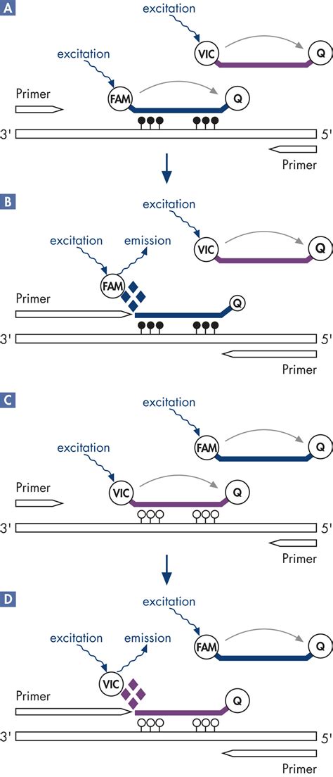 Epitect Methylight Pcr Kits