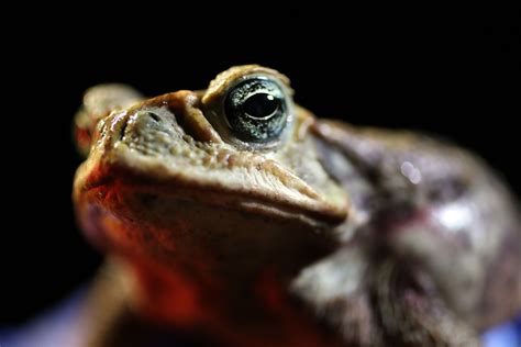 Smoking Toad