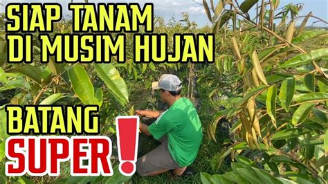 Tinggi Meterbatang Super Duri Hitam Musangking Super Tembaga Bawor