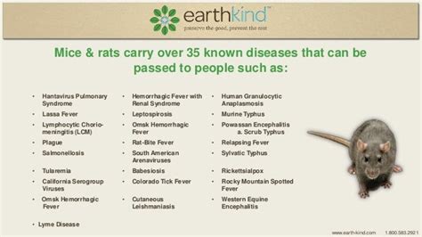 Deadly Dozen and Then Some - Diseases Transmitted by Rodents