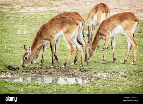 Eld S Deer Panolia Eldii Also Known As The Thamin Or Brow Antlered