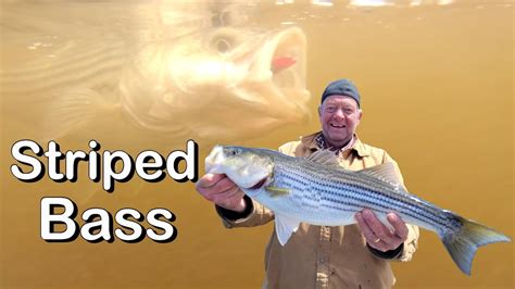 Striped Bass Fishing Miramichi River New Brunswick Youtube