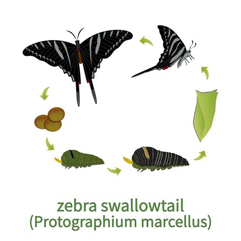 Zebra Swallowtail Butterfly Life Cycle