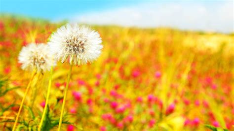 Wallpaper Sunlight Field Dandelion Autumn Flower Grassland Flora Meadow Wildflower