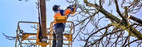 Tree Service Insurance In Texas Mcknight Insurance