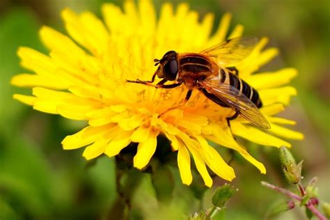 The Bee Dance - Bees And Beekeeping