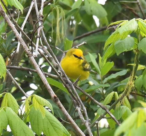 Blue Winged Warbler