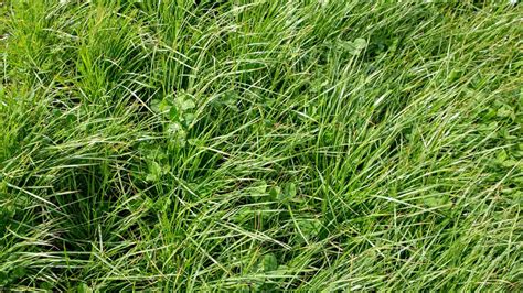 Exploring The Pros And Cons Of Ryegrass A Comprehensive Analysis