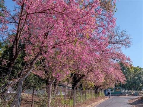 Shillong Cherry Blossom Festival to take place from November 17-19 ...