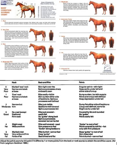 Week Body Condition Flashcards Quizlet