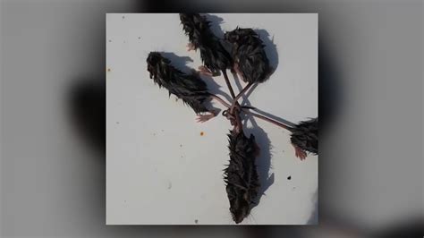 Soggy rodents tangle their tails in one big knot in horrifying 'rat ...