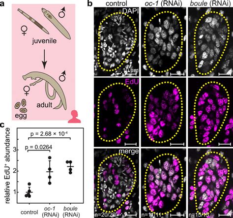 Knockdowns Of Boule And Oc 1 Cause Male Gsc Over Proliferation In Adult Download Scientific