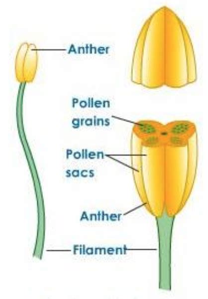 Chapter 12 Reproduction In Plants Class 7 Science