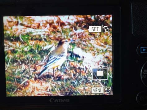 Wednesday Th June Cornwall Birds Cbwps