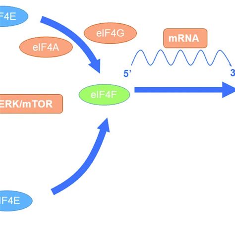 Mtor Mediated Synthesis Of Hif 1α Download Scientific Diagram