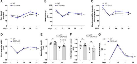 Sensorimotor Assessments CatWalk Automated Gait Analysis A F And Von