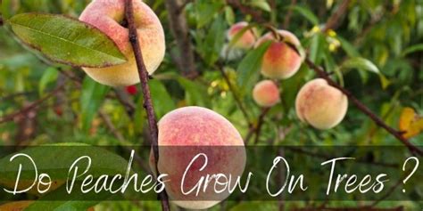 Do Peaches Grow On Trees How They Look Like Foodiosity