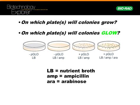 Arabinose Operon And Pglo