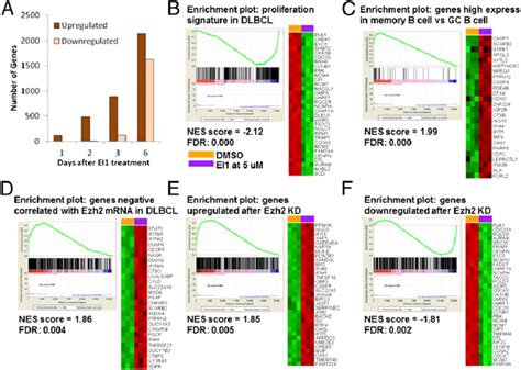 Ezh Inhibition By Ei Causes Down Regulation Of Dlbcl Proliferation