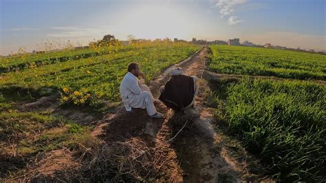 Palwan Khatam Par Kiun Nahi Aya Village Life In Sialkot Pakistan