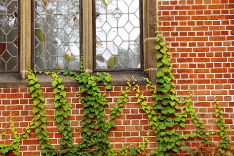 Free Images Architecture Flower Window Wall Red Ivy Facade