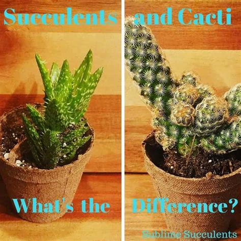 Whats The Difference Between Succulents And Cactuses