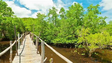 Mangroves Philippines' shield vs climate change