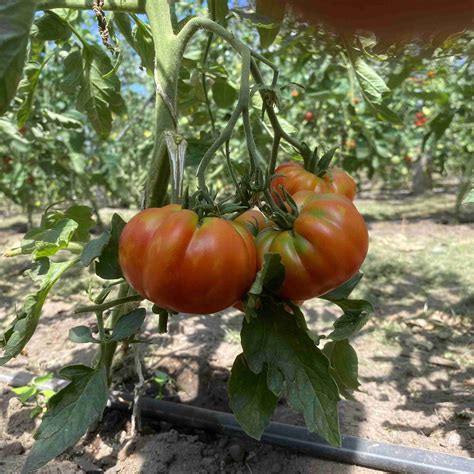 Saatgut Samen Von Der Tomate Capricciosa