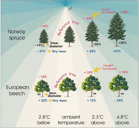 The Growth Response Of 1 Yr Old Picea Abies And Fagus Sylvatica To 4