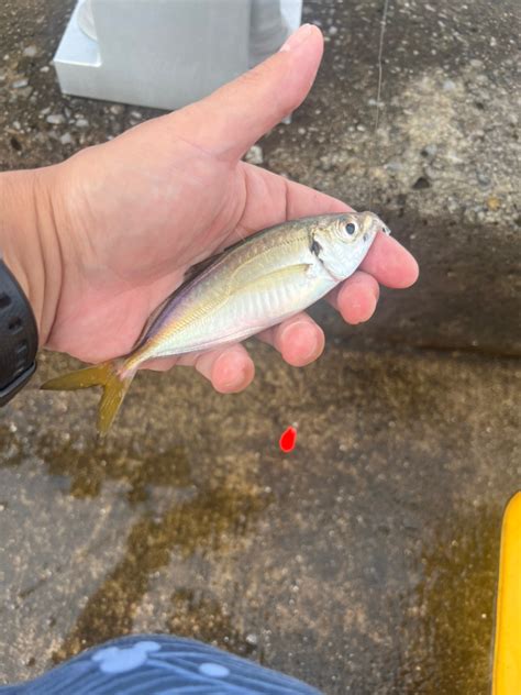 エクスプローラー さんの 2022年09月19日のアジの釣り・釣果情報千葉県 検見川浜突堤 アングラーズ 釣果360万件の