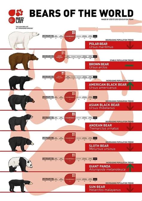 Bear Species Size Comparison Chart