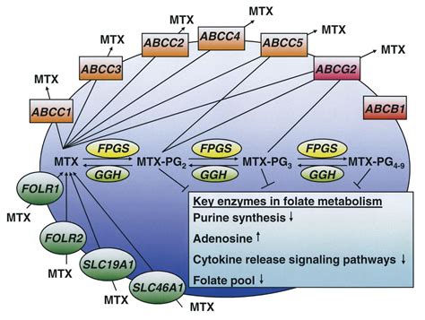 Abcb And Abcc Gene Polymorphisms Are Associated With First Year