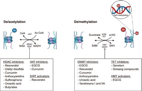 Metabolites Regulating Major Epigenetic Mechanisms Through