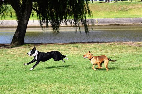 Dogs Running Photos, Download The BEST Free Dogs Running Stock Photos