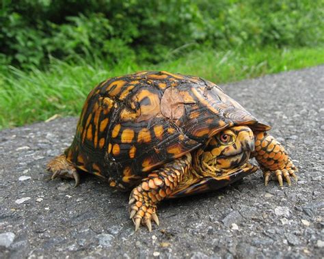 Eastern Box Turtle Facts and Pictures | Reptile Fact