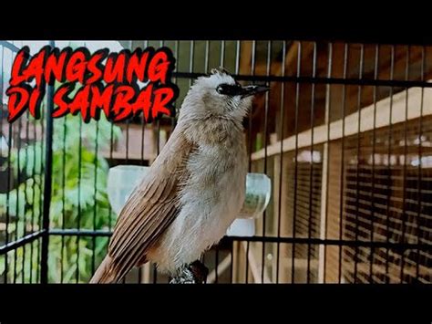 Suara Burung Trucuk Gacor Pikat Ini AMPUH Untuk Pancingan Trucukan Agar