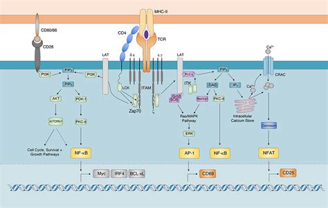 T Cell Receptor Signaling Pathway