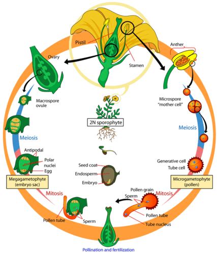 Life Cycle Of Hibiscus Flower - Eveliza Tumisma