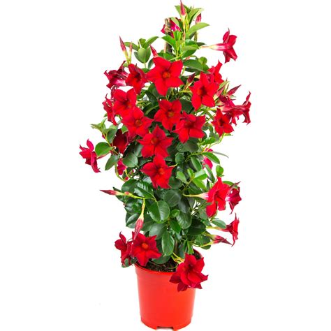 GROW By OBI Dipladenie Sundevillea Pyramide Ca 60 Cm 80 Cm