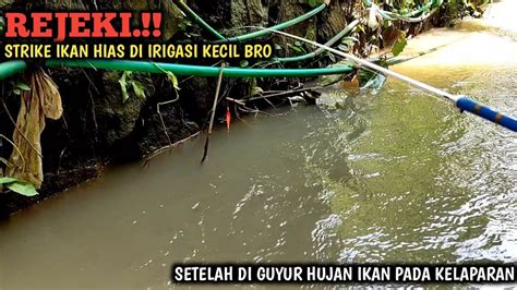 Siapa Sangka Mancing Sehabis Hujan Semua Ikan Liar Kelaparan