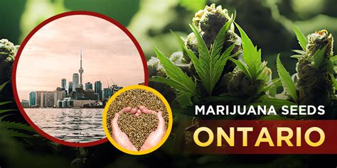 Marijuana Seeds Ontario | Crop King Seeds