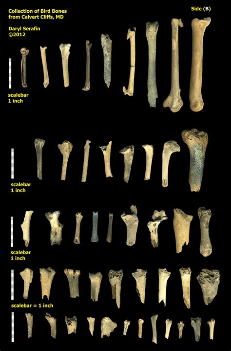 Calvert Bird Bone Collection - Fossil ID - The Fossil Forum