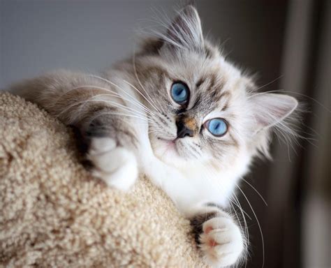 Seal mitted lynx Ragdoll female. Photo taken by her owner, Dee Vega