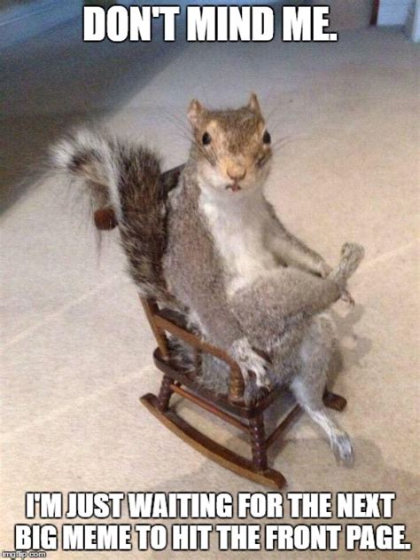 Patient Squirrel Imgflip