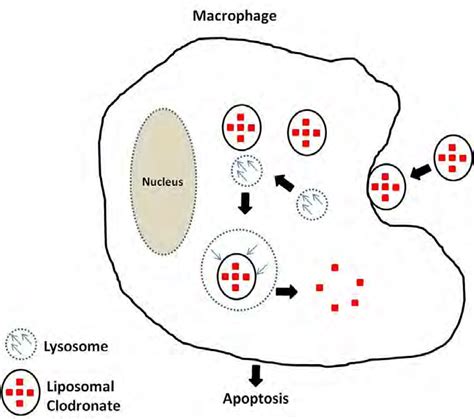 Mechanism Of Macrophage Depletion Using Liposomal Clodronate