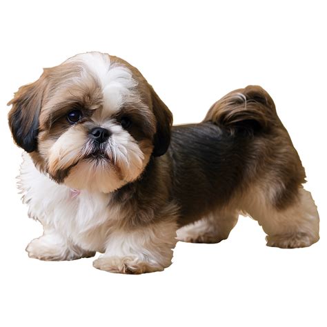 Download Shih Tzu Training Moments Png 84